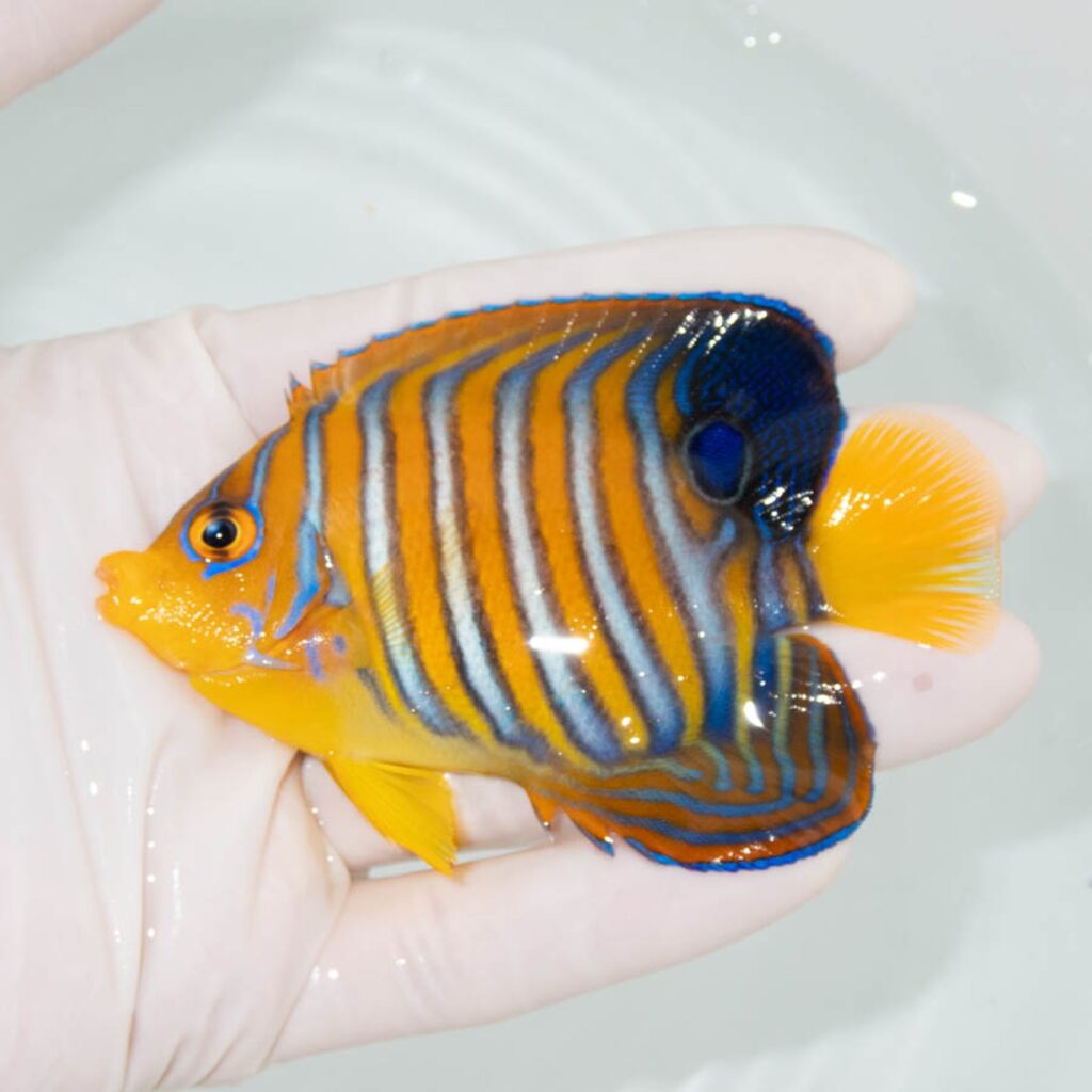 【現物358】モルディブ産インドニシキヤッコ 9.5cm±! 海水魚 ヤッコ 15時までのご注文で当日発送