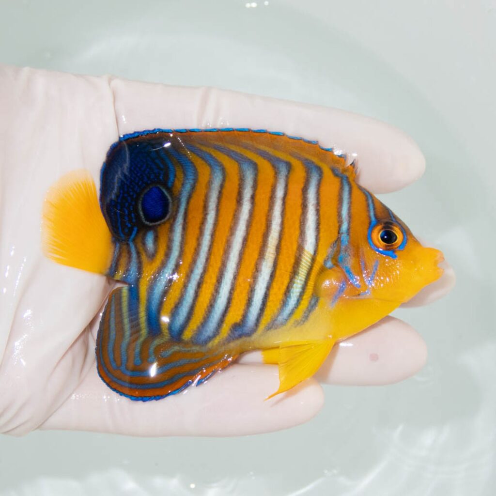 【現物358】モルディブ産インドニシキヤッコ 9.5cm±! 海水魚 ヤッコ 15時までのご注文で当日発送