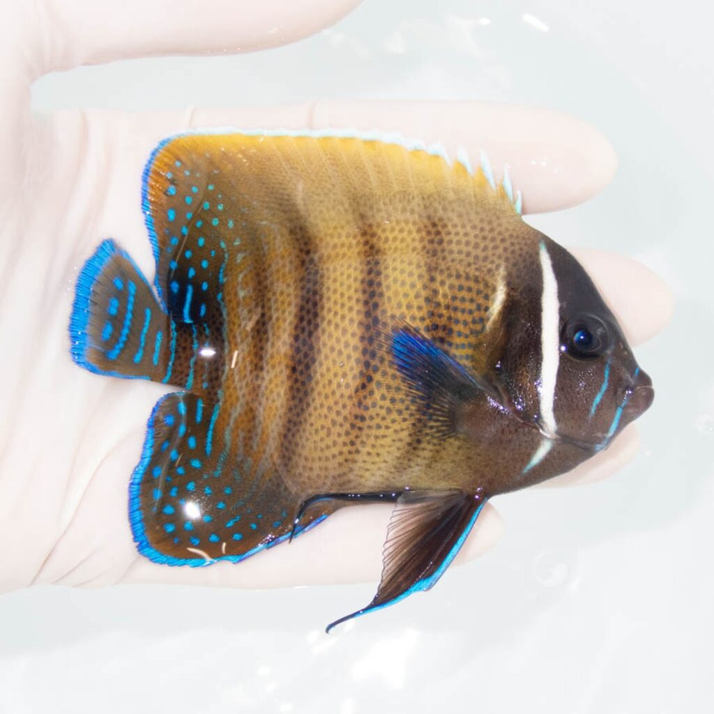 【現物340】ロクセンヤッコ 10cm± ! 海水魚 ヤッコ 15時までのご注文で当日発送