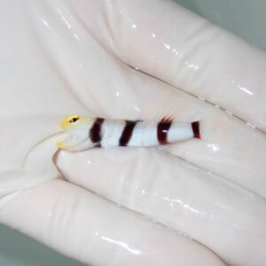 【現物366】ドラクラシュリンプゴビー  4.5cm  !海水魚 ハゼ15時までのご注文で当日発送
