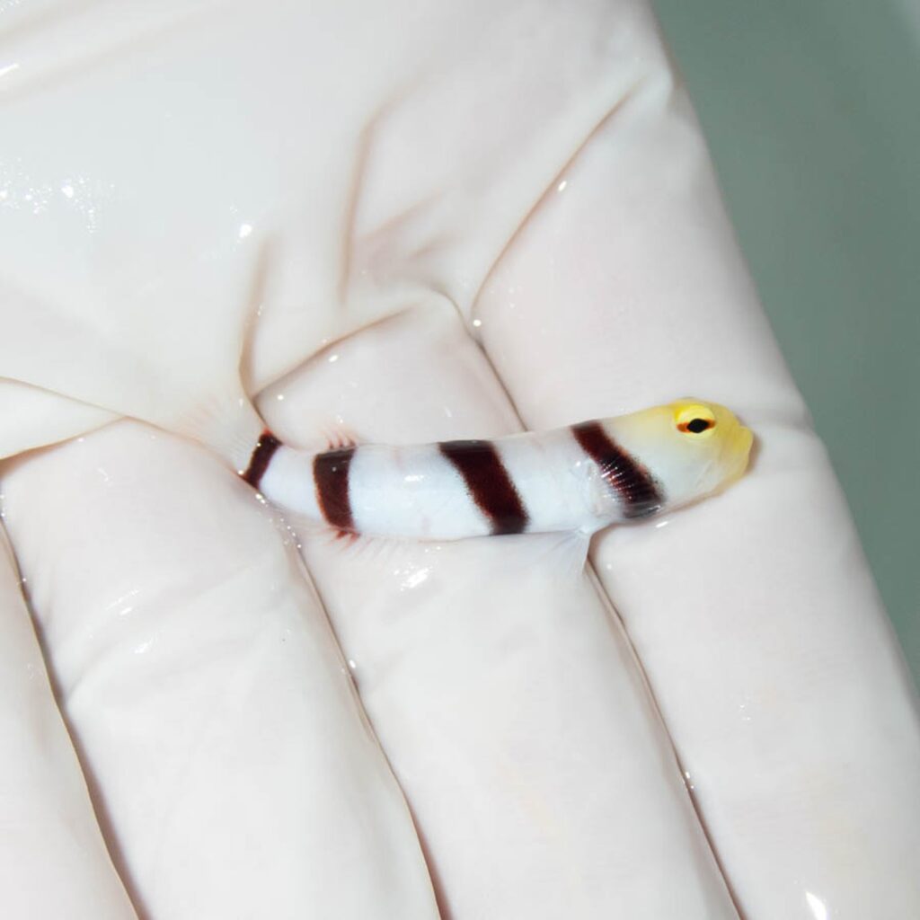 【現物366】ドラクラシュリンプゴビー  4.5cm  !海水魚 ハゼ15時までのご注文で当日発送