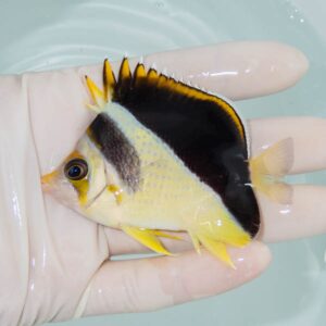 【現物258】イエローバーゲスバタフライ 8cm±! 海水魚 チョウチョウウオ 15時までのご注文で当日発送