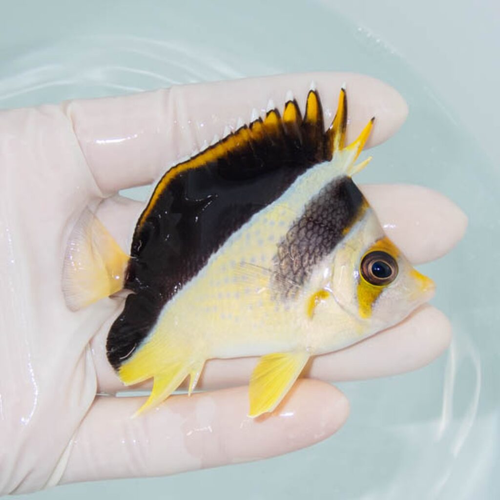 【現物258】イエローバーゲスバタフライ 8cm±! 海水魚 チョウチョウウオ 15時までのご注文で当日発送