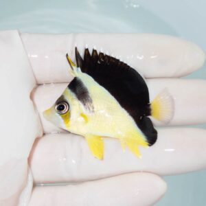 【現物349】バーゲスバタフライ 5cm±! 海水魚 チョウチョウウオ 15時までのご注文で当日発送