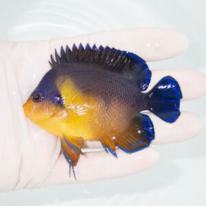 irm-8697-1-1173382fjpg - AQUAGIFT 用品ショップ