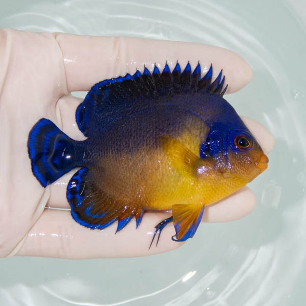 【現物240】スミレヤッコ 8.5cm±! 海水魚 ヤッコ 15時までのご注文で当日発送