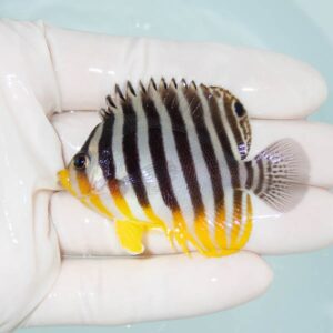 【現物300】シマヤッコ 6cm±! 海水魚 生体 15時までのご注文で当日発送