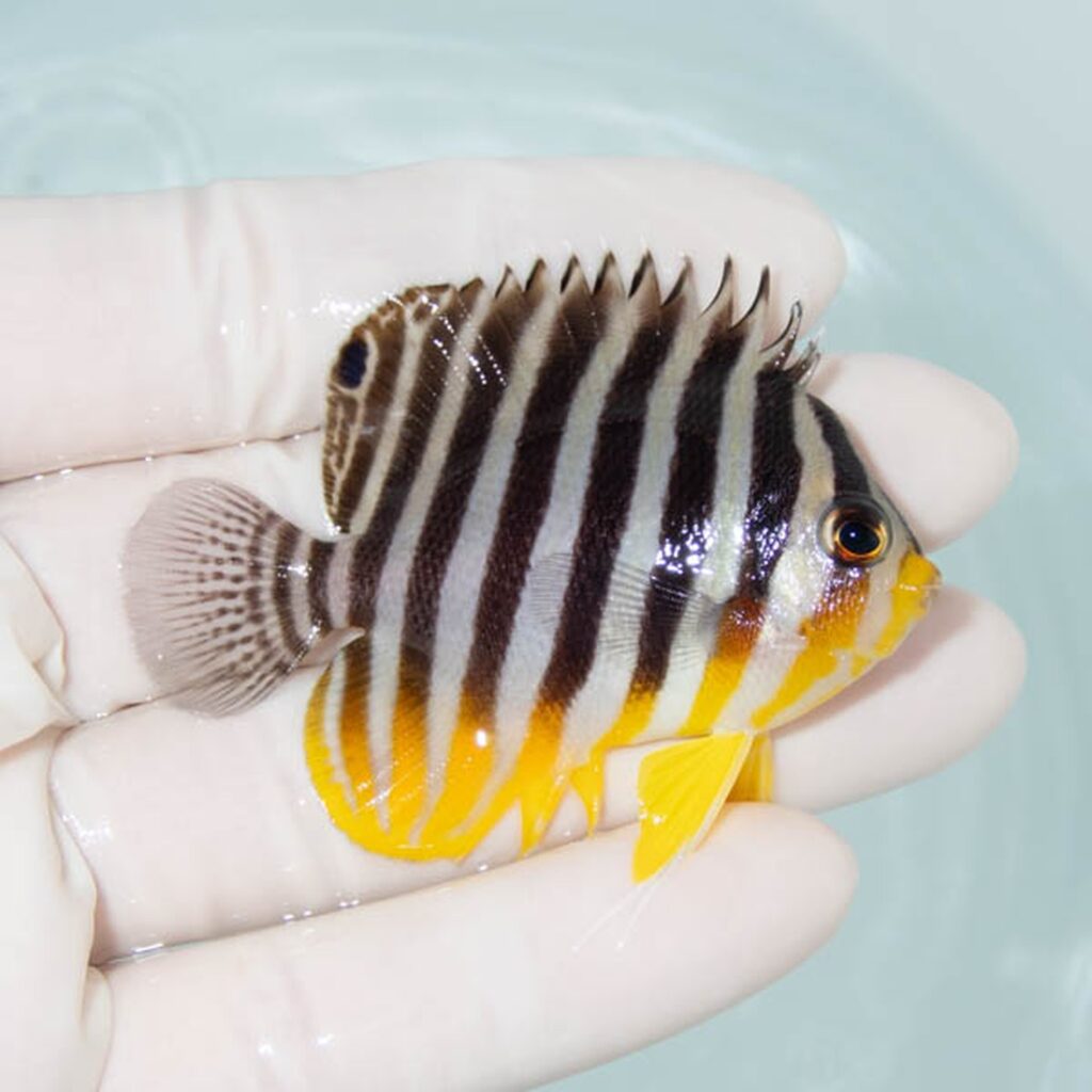 【現物300】シマヤッコ 6cm±! 海水魚 生体 15時までのご注文で当日発送