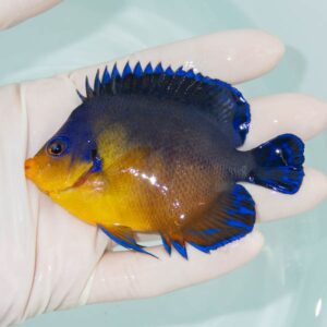 【現物242】スミレヤッコ 9cm±! 海水魚 ヤッコ 15時までのご注文で当日発送
