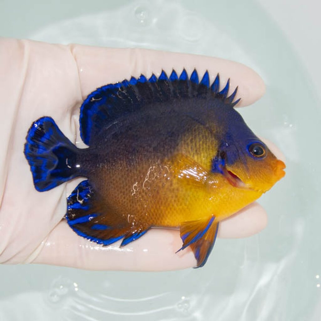 【現物242】スミレヤッコ 9cm±! 海水魚 ヤッコ 15時までのご注文で当日発送