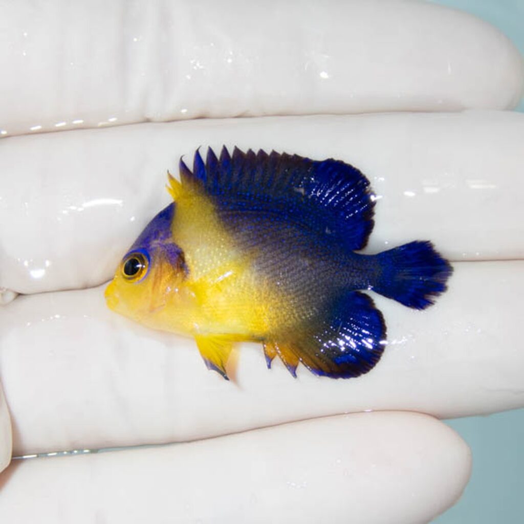 【現物260】スミレヤッコ 3.8cm±! 海水魚 ヤッコ 15時までのご注文で当日発送
