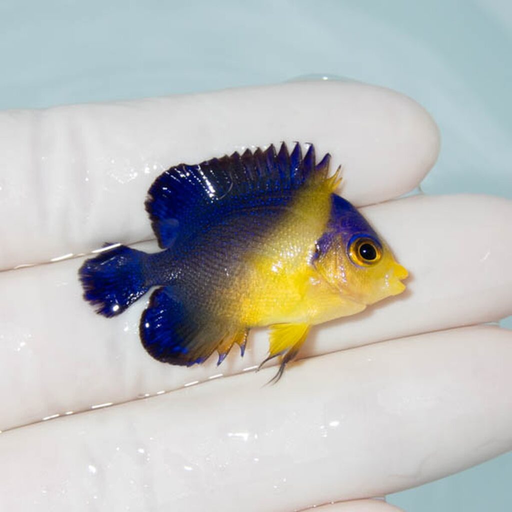 【現物260】スミレヤッコ 3.8cm±! 海水魚 ヤッコ 15時までのご注文で当日発送