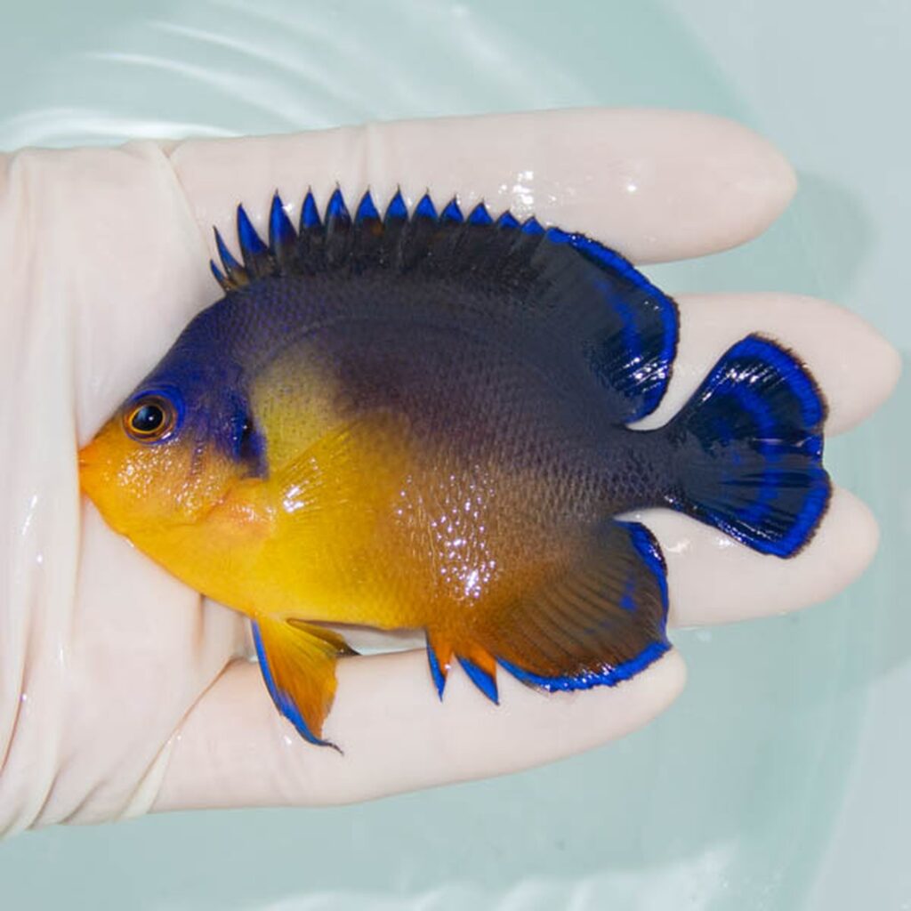 【現物243】スミレヤッコ 8.5cm±! 海水魚 ヤッコ 15時までのご注文で当日発送