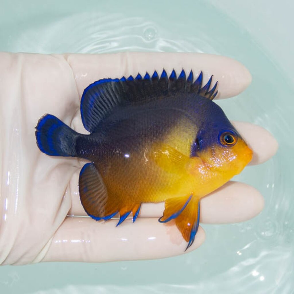 【現物243】スミレヤッコ 8.5cm±! 海水魚 ヤッコ 15時までのご注文で当日発送