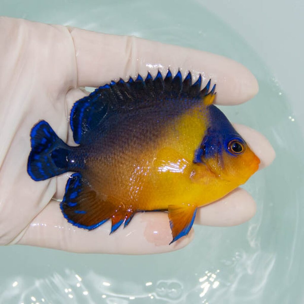 【現物244】スミレヤッコ 8.5cm±! 海水魚 ヤッコ 15時までのご注文で当日発送