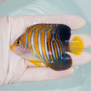 【現物251】ニシキヤッコ 8cm±!海水魚 ヤッコ15時までのご注文で当日発送
