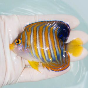 【現物252】ニシキヤッコ 8cm±!海水魚 ヤッコ15時までのご注文で当日発送