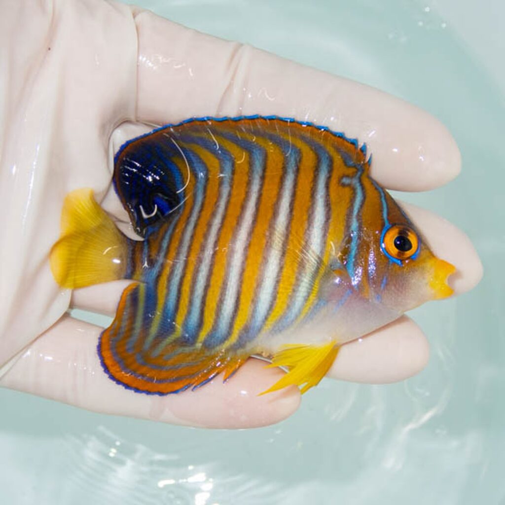 【現物252】ニシキヤッコ 8cm±!海水魚 ヤッコ15時までのご注文で当日発送