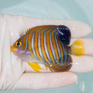 【現物253】ニシキヤッコ 7.3cm±!海水魚 ヤッコ15時までのご注文で当日発送