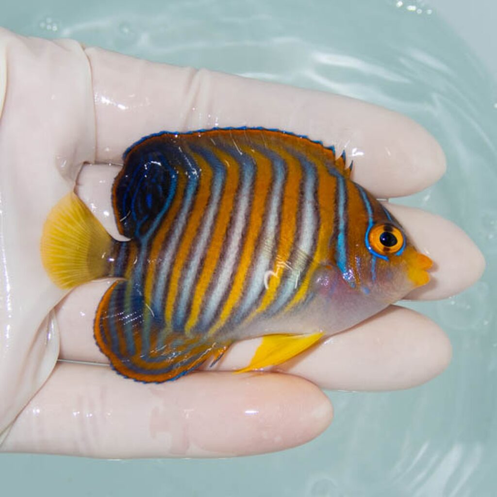 【現物253】ニシキヤッコ 7.3cm±!海水魚 ヤッコ15時までのご注文で当日発送