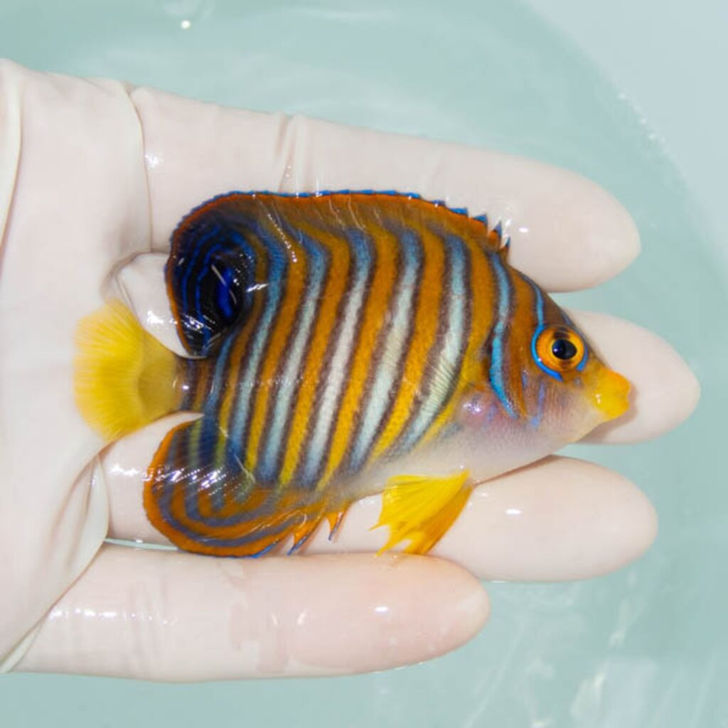 【現物254】ニシキヤッコ 7.5cm±!海水魚 ヤッコ15時までのご注文で当日発送