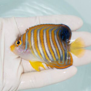 【現物292】ニシキヤッコ 7.5cm±!海水魚 ヤッコ15時までのご注文で当日発送