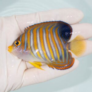 【現物293】ニシキヤッコ 7.5cm±!海水魚 ヤッコ15時までのご注文で当日発送