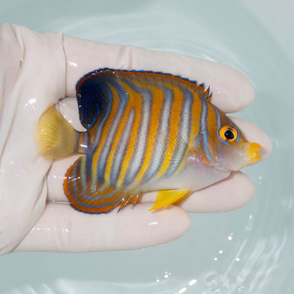 【現物293】ニシキヤッコ 7.5cm±!海水魚 ヤッコ15時までのご注文で当日発送