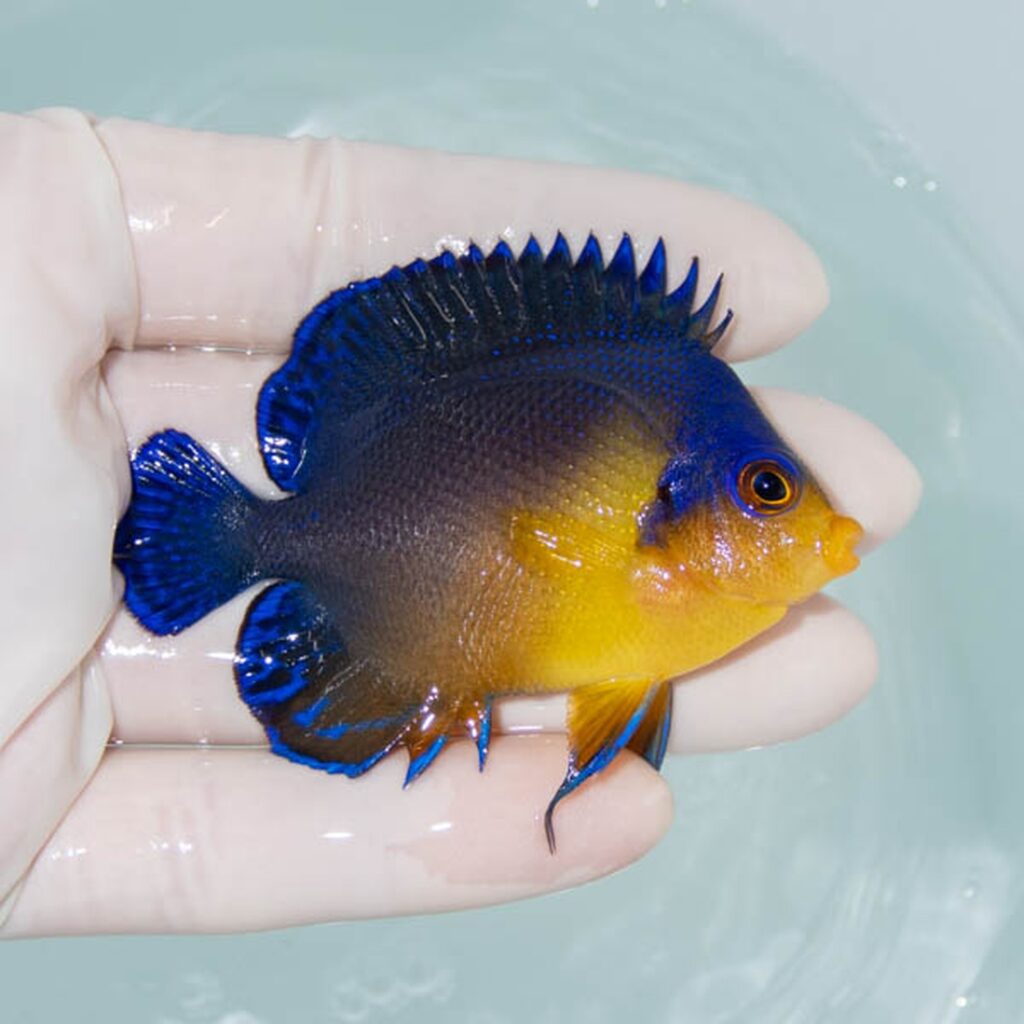 【現物246】スミレヤッコ 7cm±! 海水魚 ヤッコ 15時までのご注文で当日発送