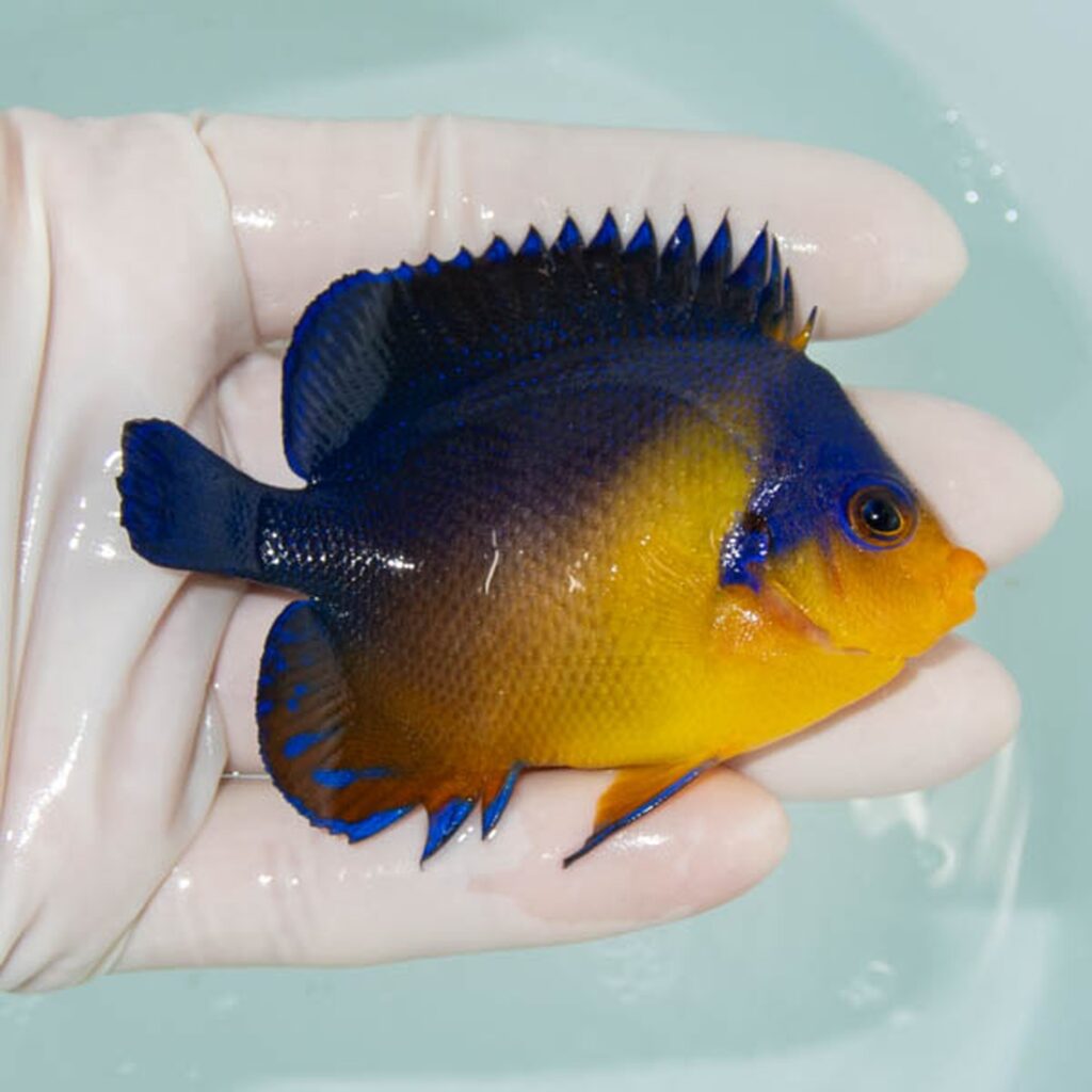 【現物248】スミレヤッコ 8cm±! 海水魚 ヤッコ 15時までのご注文で当日発送
