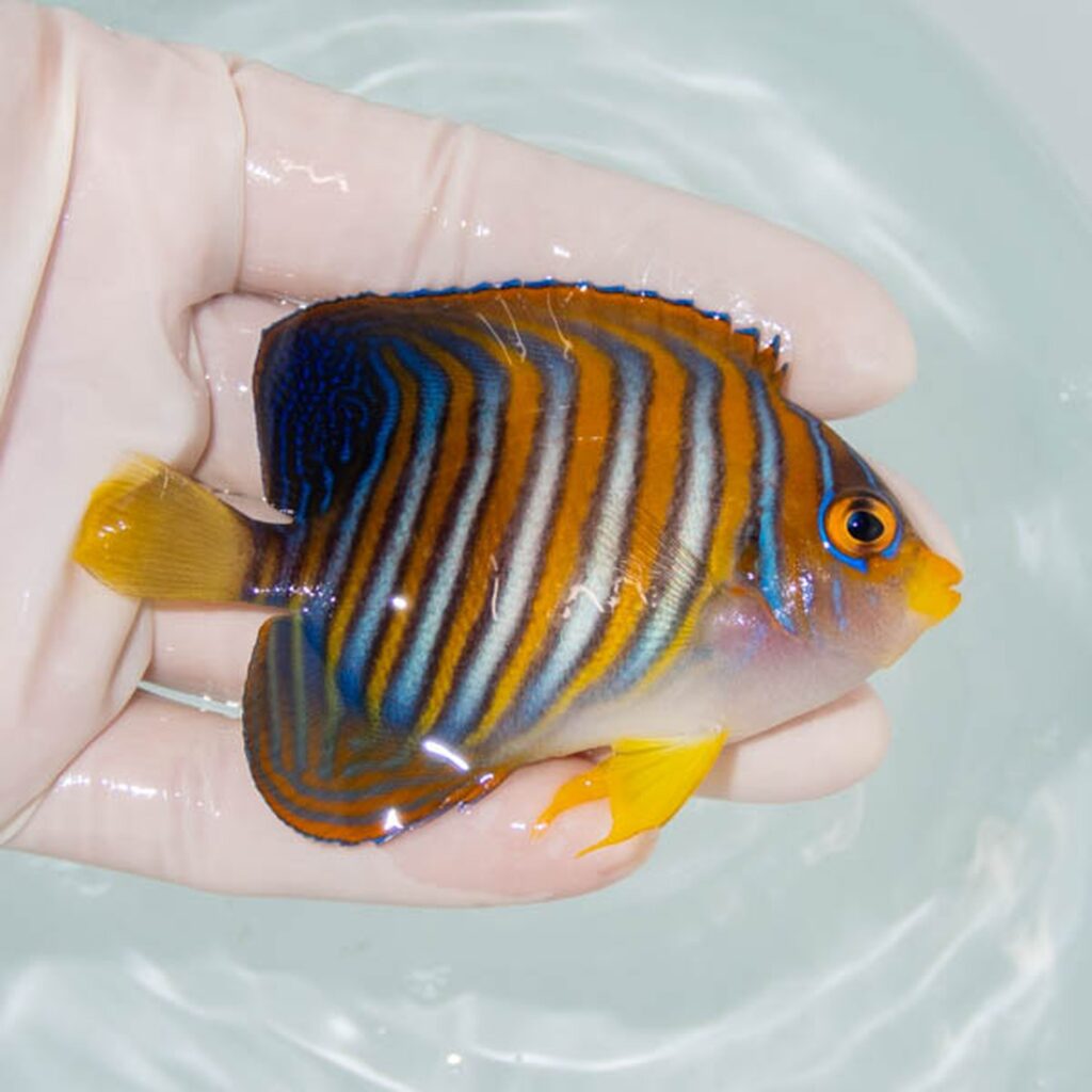 【現物249】スミレヤッコ 8cm±! 海水魚 ヤッコ 15時までのご注文で当日発送