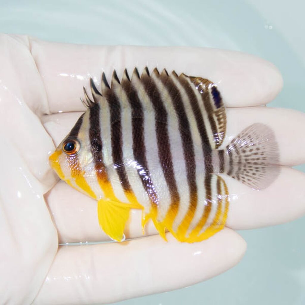 【現物301】シマヤッコ 6.3cm±! 海水魚 生体 15時までのご注文で当日発送