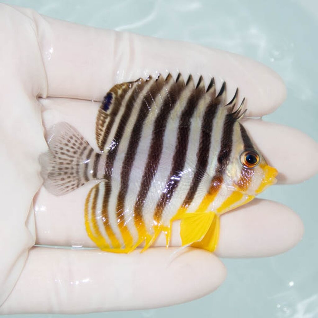 【現物301】シマヤッコ 6.3cm±! 海水魚 生体 15時までのご注文で当日発送