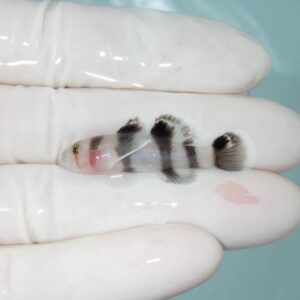 【現物312】フルムーンゴビー 4cm±!海水魚 ハゼ 15時までのご注文で当日発送