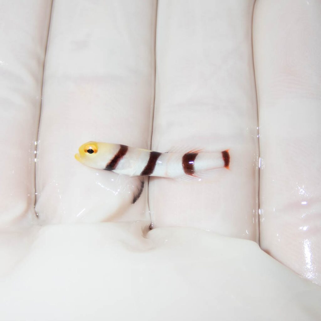 【現物364】ドラクラシュリンプゴビー 3cm±!海水魚 ハゼ 15時までのご注文で当日発送