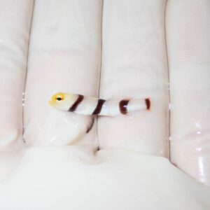 【現物364】ドラクラシュリンプゴビー 3cm±!海水魚 ハゼ 15時までのご注文で当日発送