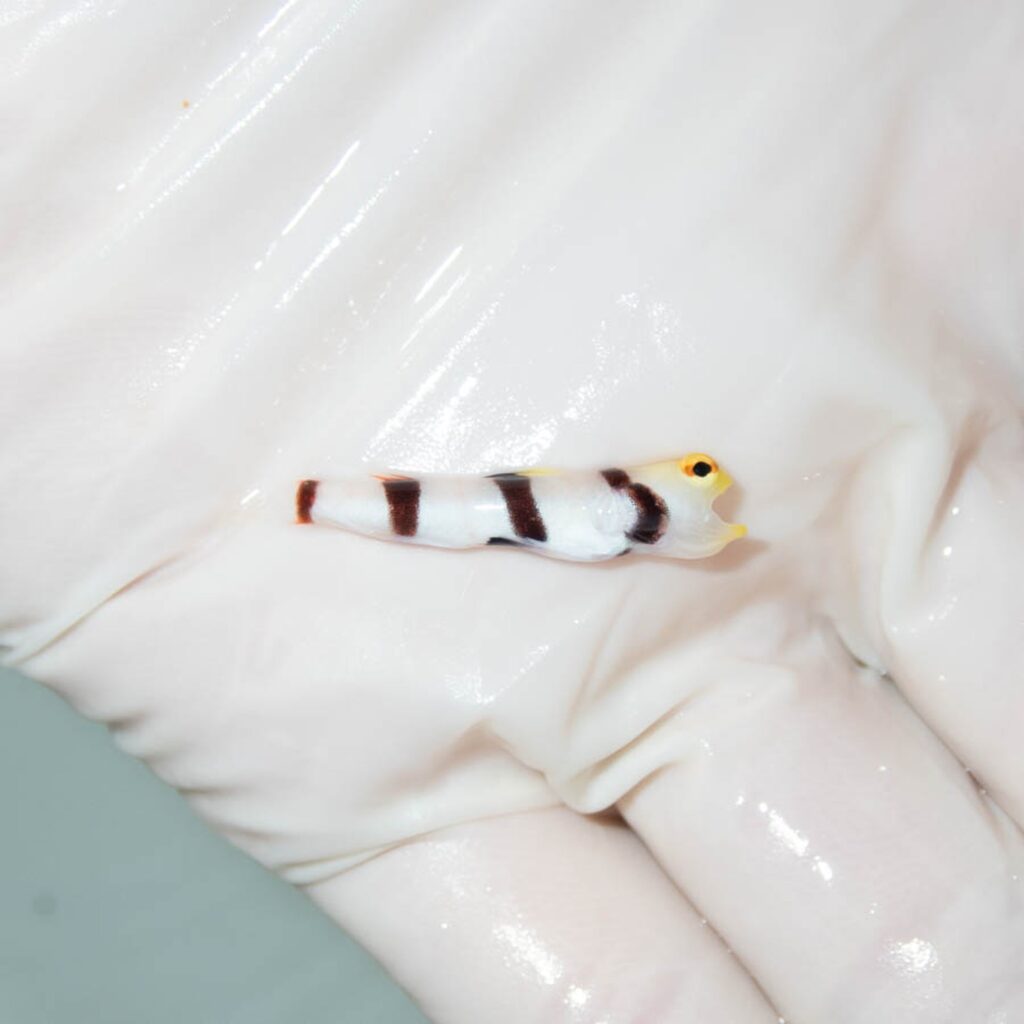 【現物364】ドラクラシュリンプゴビー 3cm±!海水魚 ハゼ 15時までのご注文で当日発送
