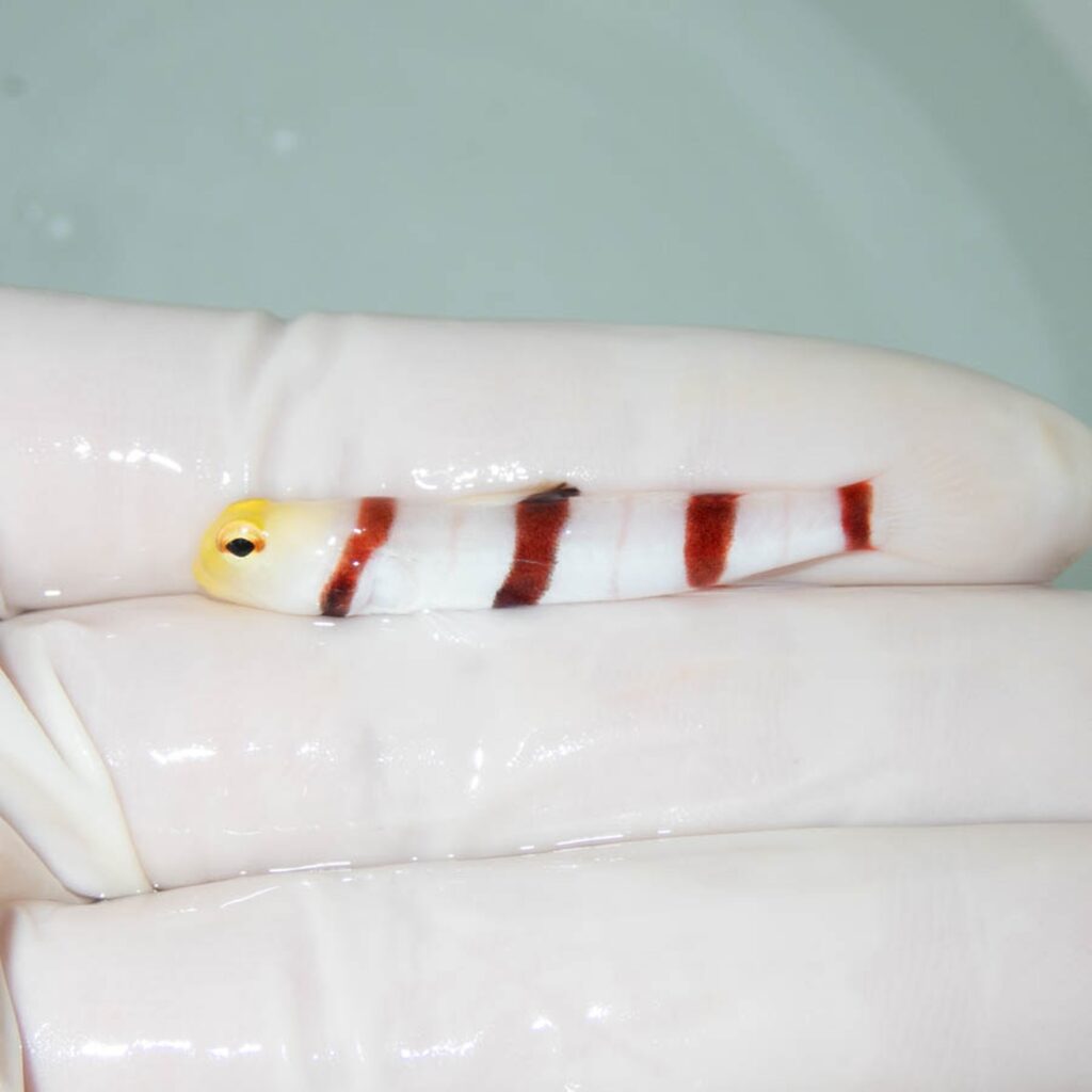 【現物365】ドラクラシュリンプゴビー 4.5cm±  !海水魚 ハゼ 15時までのご注文で当日発送