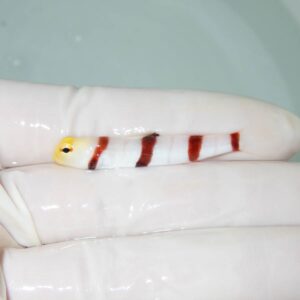 【現物365】ドラクラシュリンプゴビー 4.5cm±  !海水魚 ハゼ 15時までのご注文で当日発送
