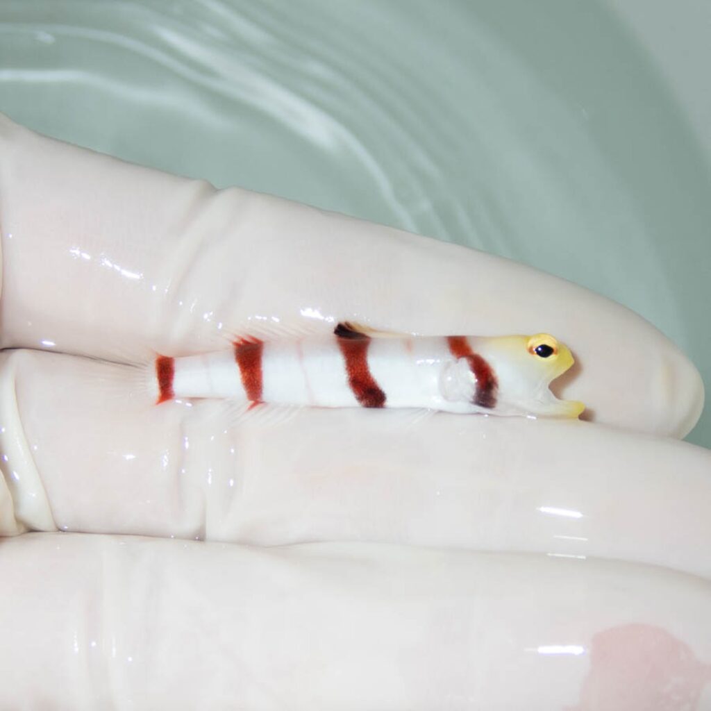【現物365】ドラクラシュリンプゴビー 4.5cm±  !海水魚 ハゼ 15時までのご注文で当日発送