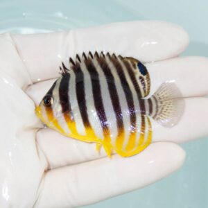 【現物302】シマヤッコ 6cm±! 海水魚 生体 15時までのご注文で当日発送