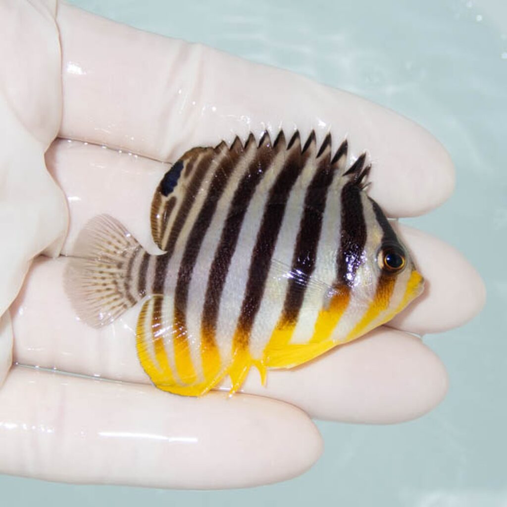 【現物302】シマヤッコ 6cm±! 海水魚 生体 15時までのご注文で当日発送