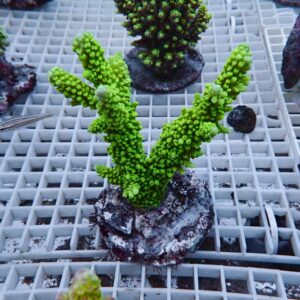 【サンゴ現物204】ブリードミドリイシ !15時までのご注文で当日発送 【ミドリイシ】