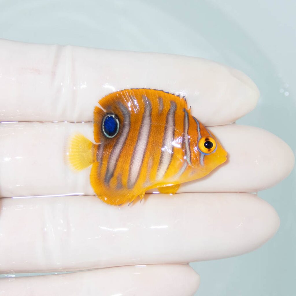 【現物343】ニシキヤッコ 4cm±!海水魚 ヤッコ15時までのご注文で当日発送