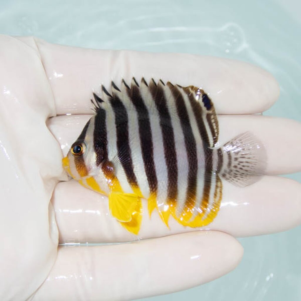 【現物303】シマヤッコ 5.7cm±! 海水魚 生体 15時までのご注文で当日発送