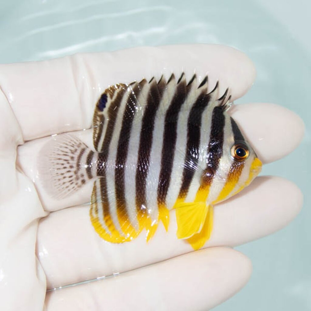 【現物303】シマヤッコ 5.7cm±! 海水魚 生体 15時までのご注文で当日発送
