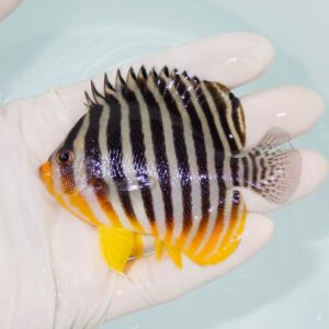 【現物304】シマヤッコ 8cm±! 海水魚 生体 15時までのご注文で当日発送