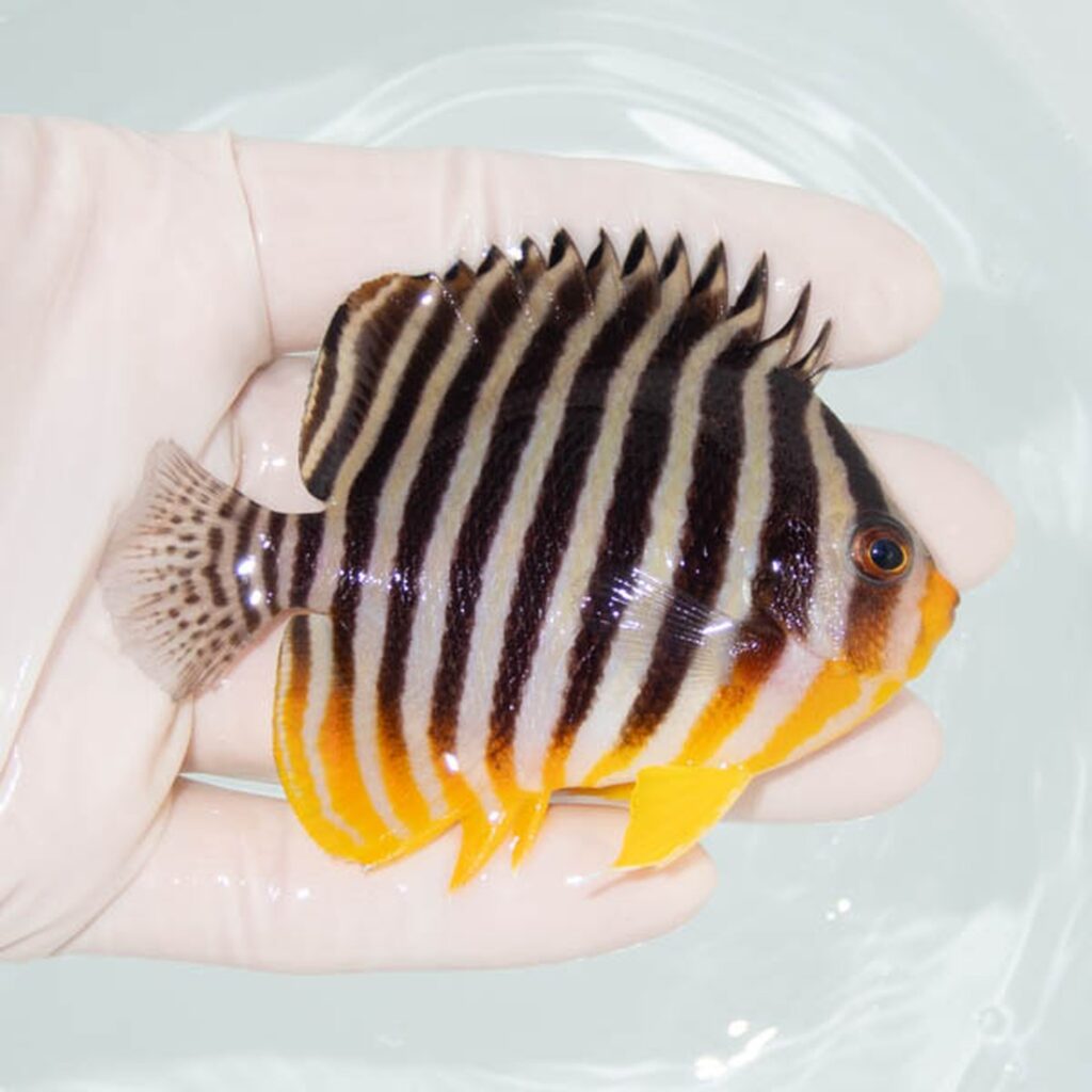 【現物304】シマヤッコ 8cm±! 海水魚 生体 15時までのご注文で当日発送