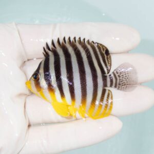 【現物305】シマヤッコ 6cm±! 海水魚 生体 15時までのご注文で当日発送