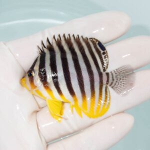 【現物306】シマヤッコ 6cm±! 海水魚 生体 15時までのご注文で当日発送